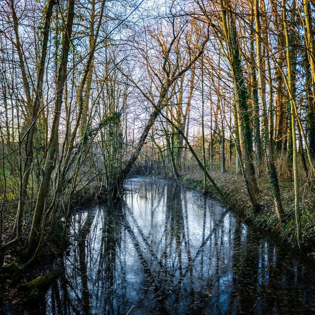 Serene reflections in the Egenhoven Forest.