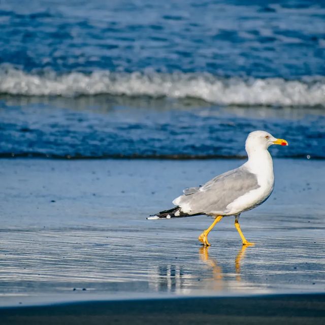 Sea of Gulls.