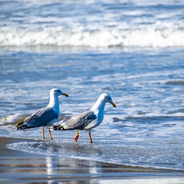 Sea of Gulls.