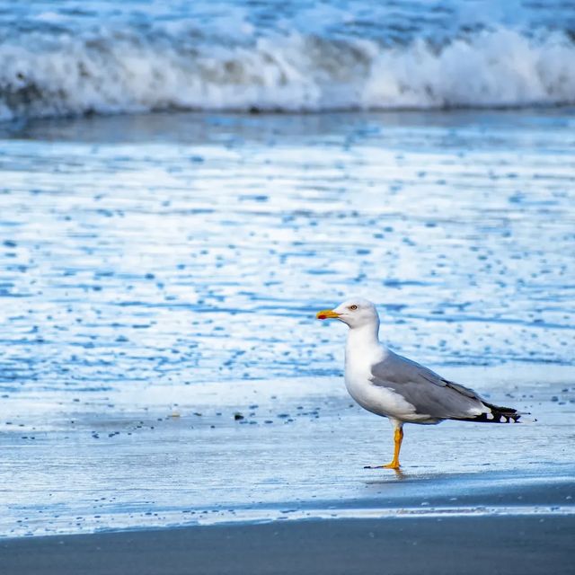 Sea of Gulls.