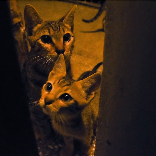 Grandma's cats.