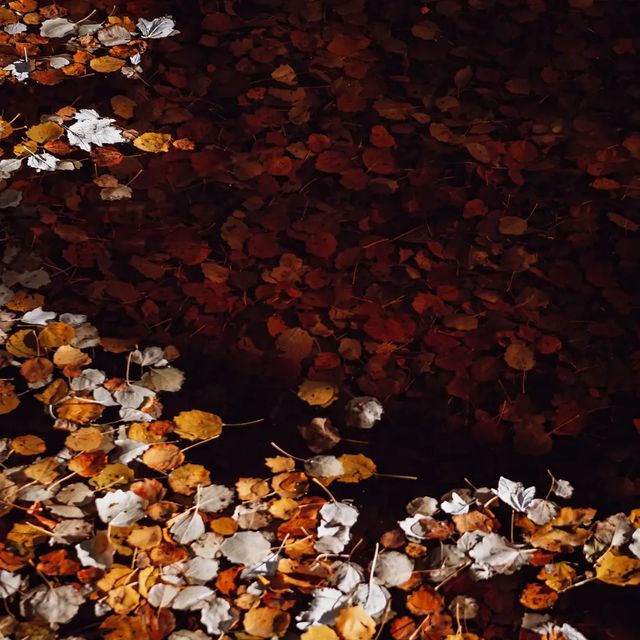 🍂