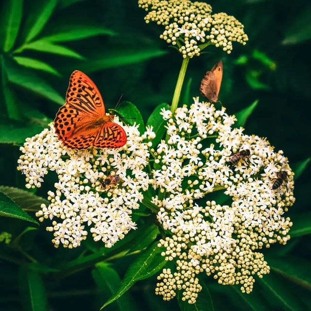 Spring gathering.