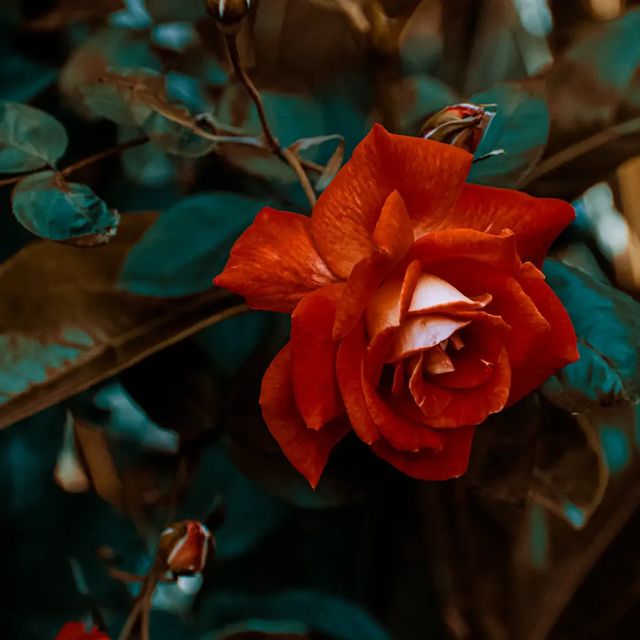 Crimson in bloom.