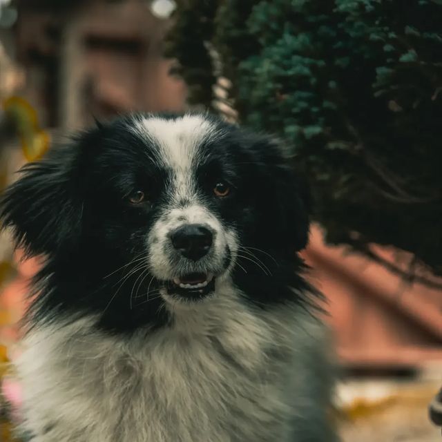 Furball of joy.