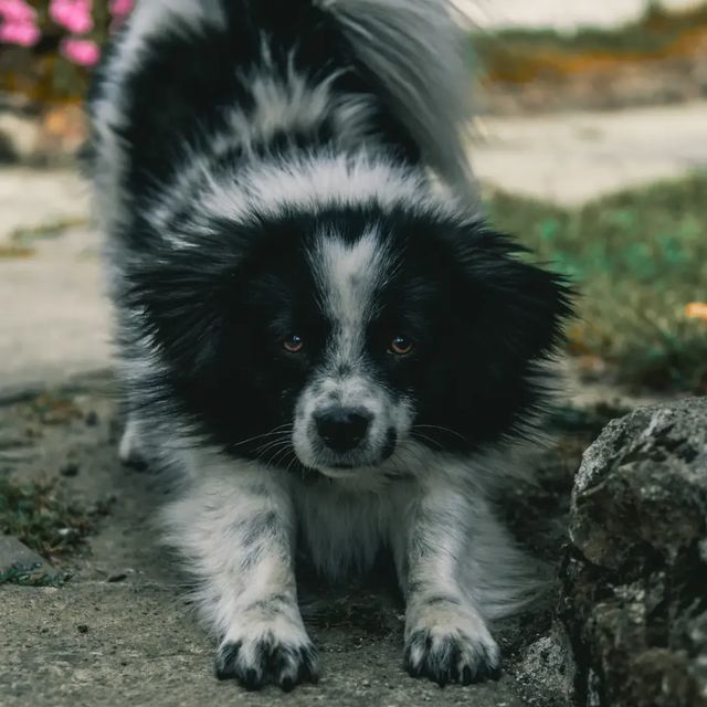 Furball of joy.