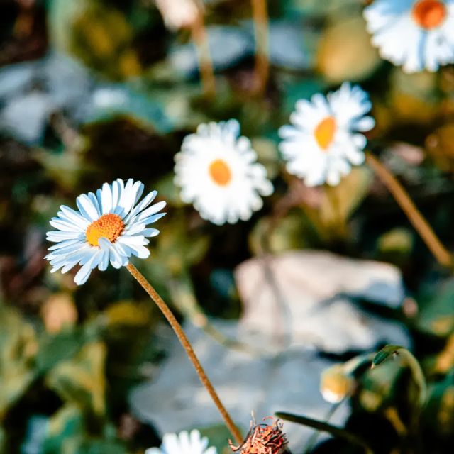 Blooms of daisies herald the arrival of spring. 🌼
