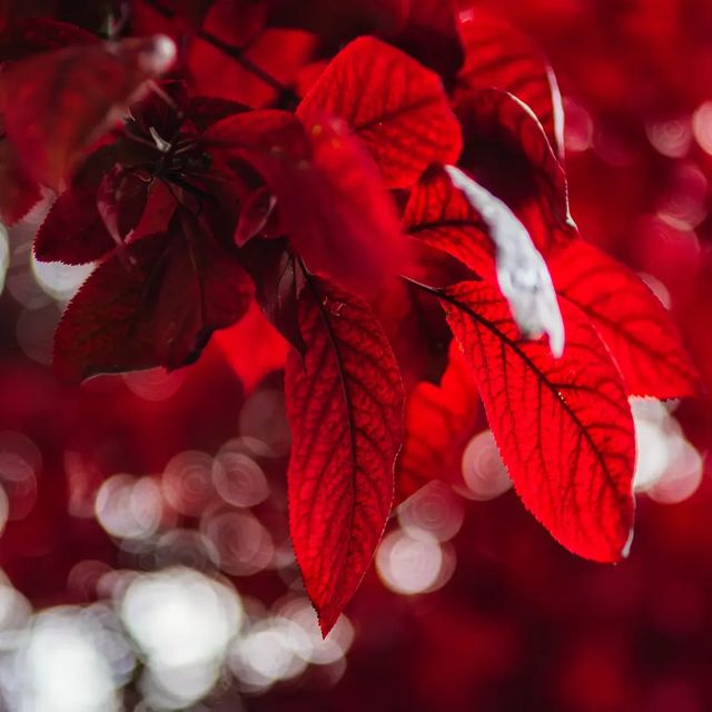 Crimson leaves.
