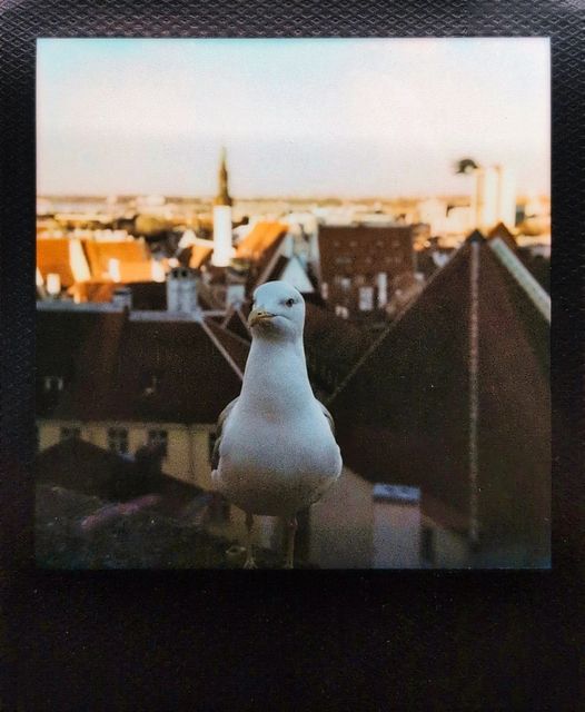 Tallinn on Polaroid 🇪🇪